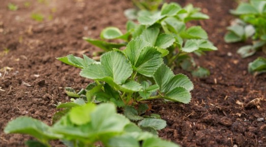 ��������� ��������: ��������������� ������