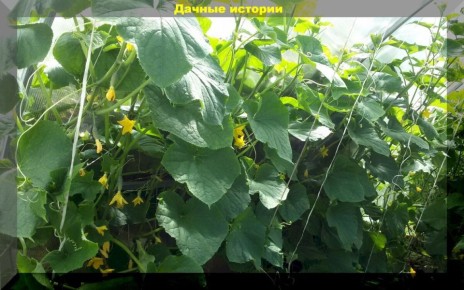 ��� ��������� ������ ������ �������: ������� � ������ ��� ����������