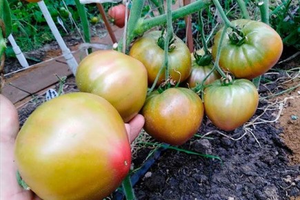 ������ �����: ������� ����� � ���������� ������� ��� ������ ����