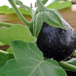 ��� ��������� ���������: ������� � ������ ��� ��������� ������