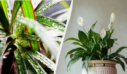 �������� ��� ���������� �����: ��� ������� ������ ������ � ��������� ��� ����