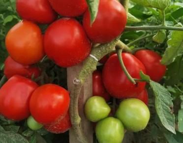 ������, ���������� � �����������: ������ ����� ��� ������ �������