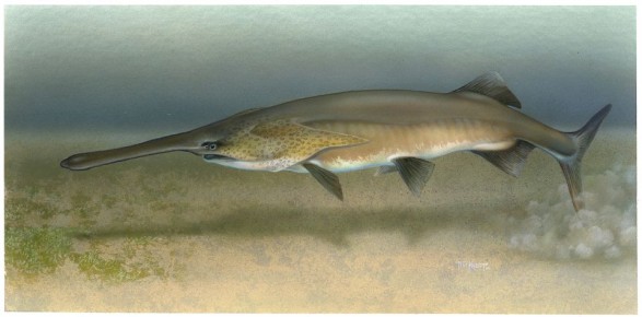 �������� (Polyodon spathula Walbaum, 1792)