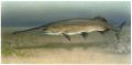 �������� (Polyodon spathula Walbaum, 1792)