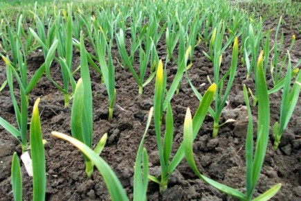 ��� ������� ���������, �������� �� ��������� ��������: ������ �������