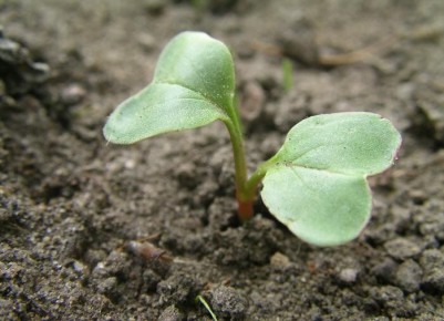 ��� ������������� ������������ ������: ������ ��� ��������� ������