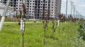 В Сунже компания «Сийг» озеленила улицу Бембулата Богатырева — высадила больше 200 деревьев: сосны и дикие яблони