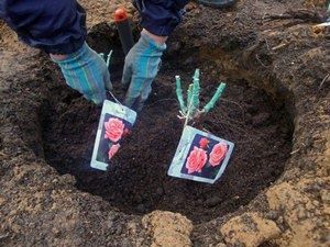 Когда и как пересаживать розы весной: советы для успешного цветника