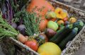 Как сделать урожай овощей более вкусным: советы агрономов
