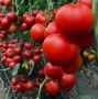 Секреты успешного урожая: как диатомитовая крошка спасает tomato-фермеров