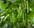 Огурец Ермак: идеальный выбор для теплиц с высоким урожаем и отличным вкусом