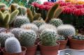 Основы подкормки кактусов: что нужно знать для их здоровья