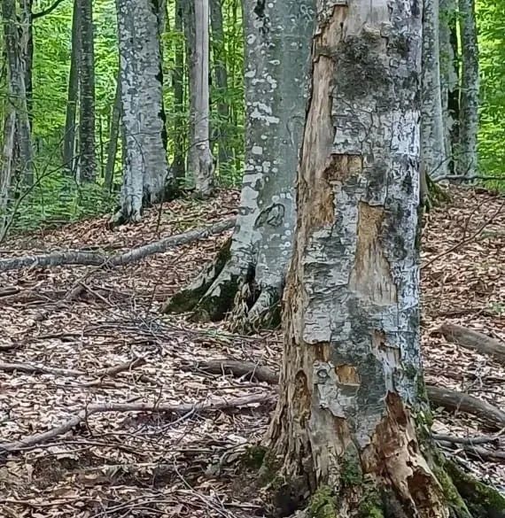 В лесах Ингушетии завершены очередные лесопатологические обследования В лесах Ингушетии завершены очередные лесопатологические обследования