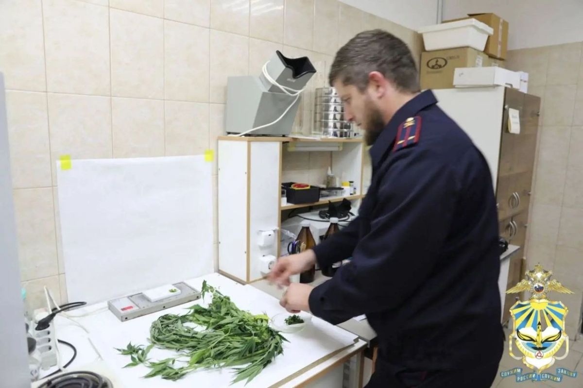 На исследовании - дикорастущие наркосодержащие растения На исследовании - дикорастущие наркосодержащие растения