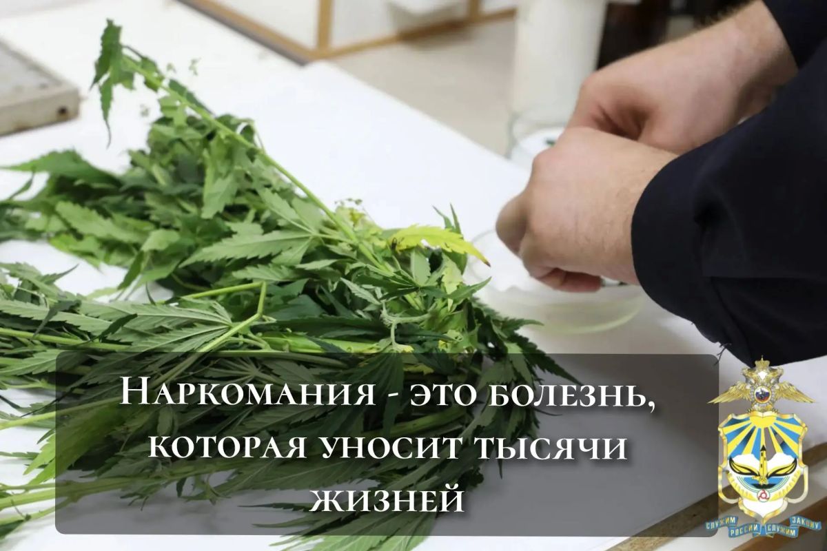 На исследовании - дикорастущие наркосодержащие растения На исследовании - дикорастущие наркосодержащие растения