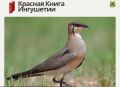 Красная книга Ингушетии: Степная тиркушка
