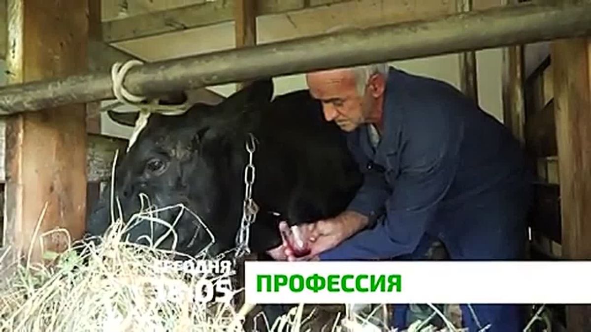 «Профессия». Как понять, что животному нужна помощь, если оно не может рассказать, где и что у него болит? Ветеринару приходится искать ответы по поведению пациента, его состоянию и клиническим признакам