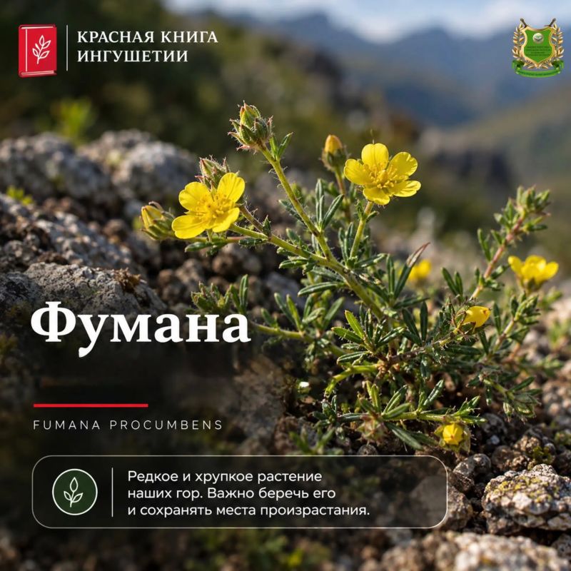 Красная книга Ингушетии — фумана лежачая