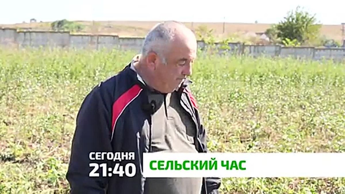 "Сельский час". Осень — время прививать деревья! В питомнике КФХ Магомеда Кодзоева на двух гектарах растут до 20 тысяч саженцев яблони, черешни, груши и айвы